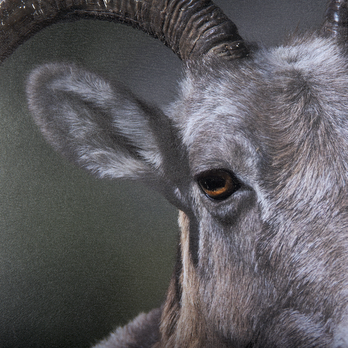 Big Horn Sheep by Chad Mackay a Hand Embellished Textured Framed Photo Art Print Matted under Glass from Mercana - Luna Furniture