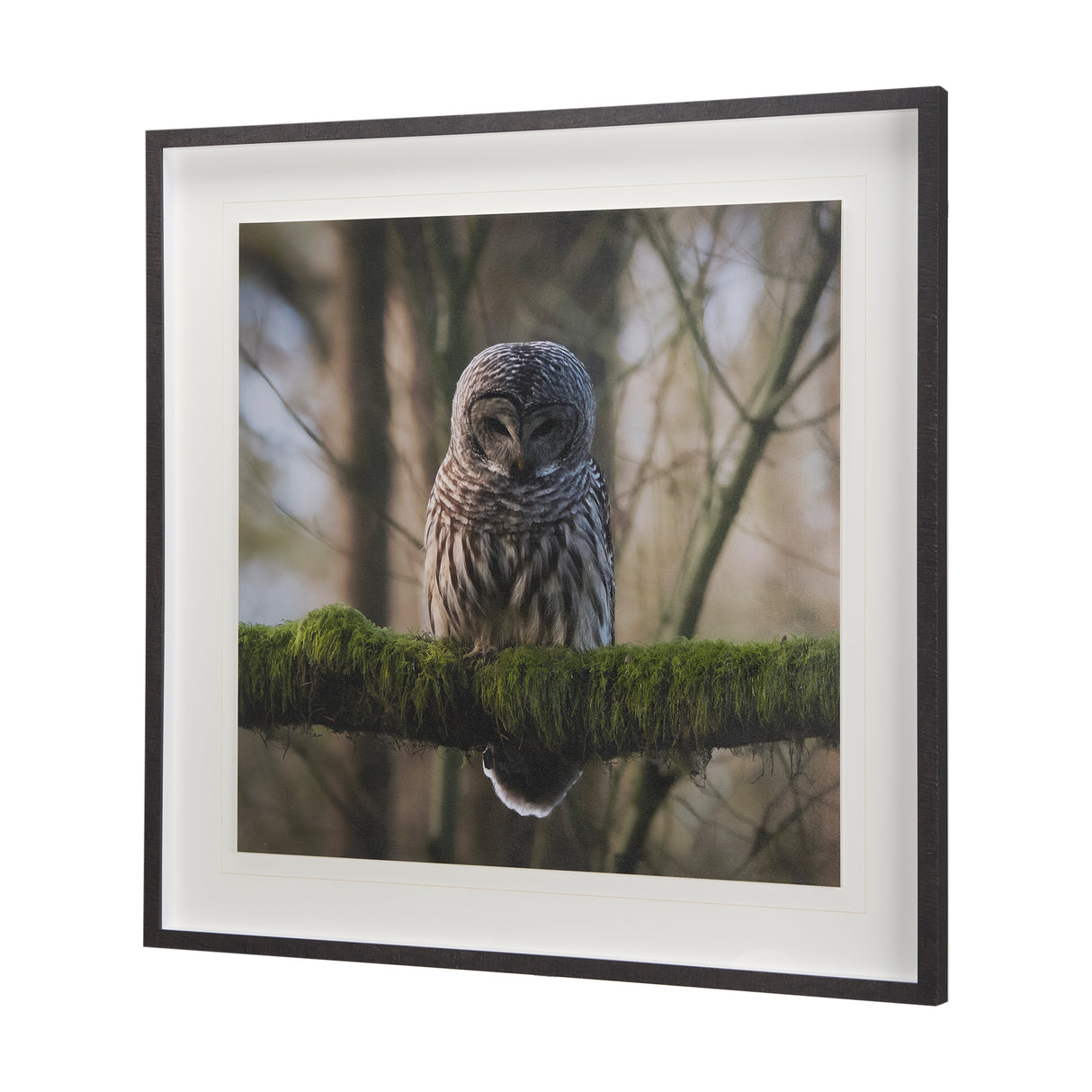 Forest Owl by Chad Mackay a Hand Embellished Textured Framed Photo Art Print Matted under Glass from Mercana - Luna Furniture