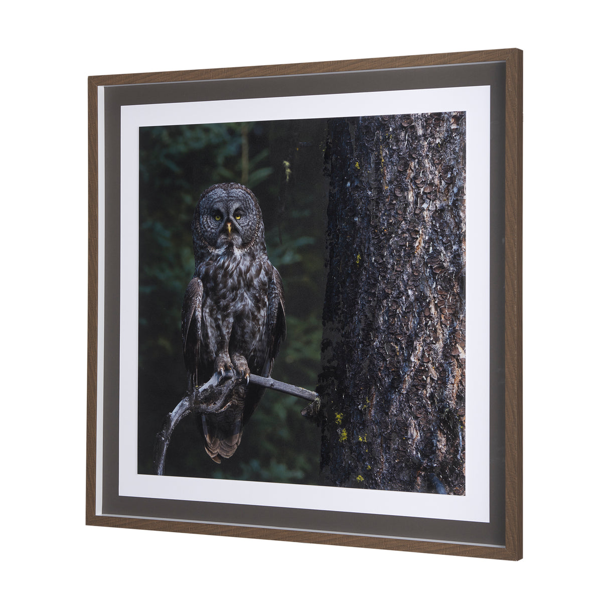 Night Owl by Chad Mackay a Hand Embellished Textured Framed Photo Art Print Matted under Glass from Mercana - Luna Furniture
