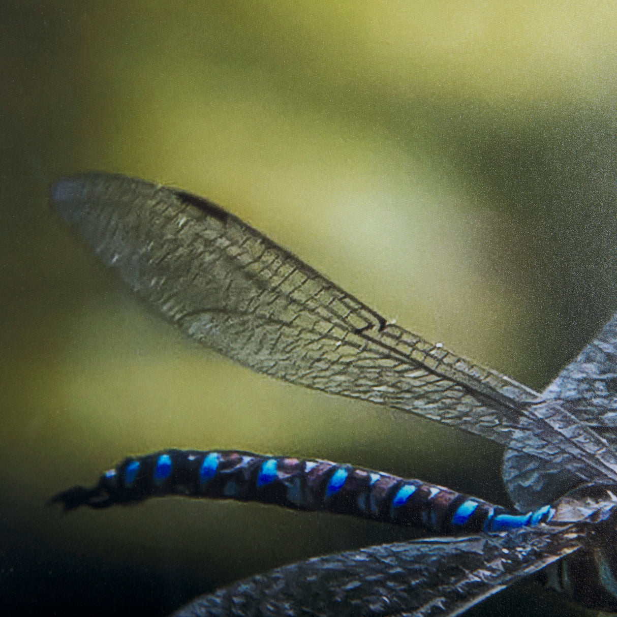 Dragon Fly by Mercana Studio a Framed Photo Art Print Matted under Glass from Mercana - Luna Furniture