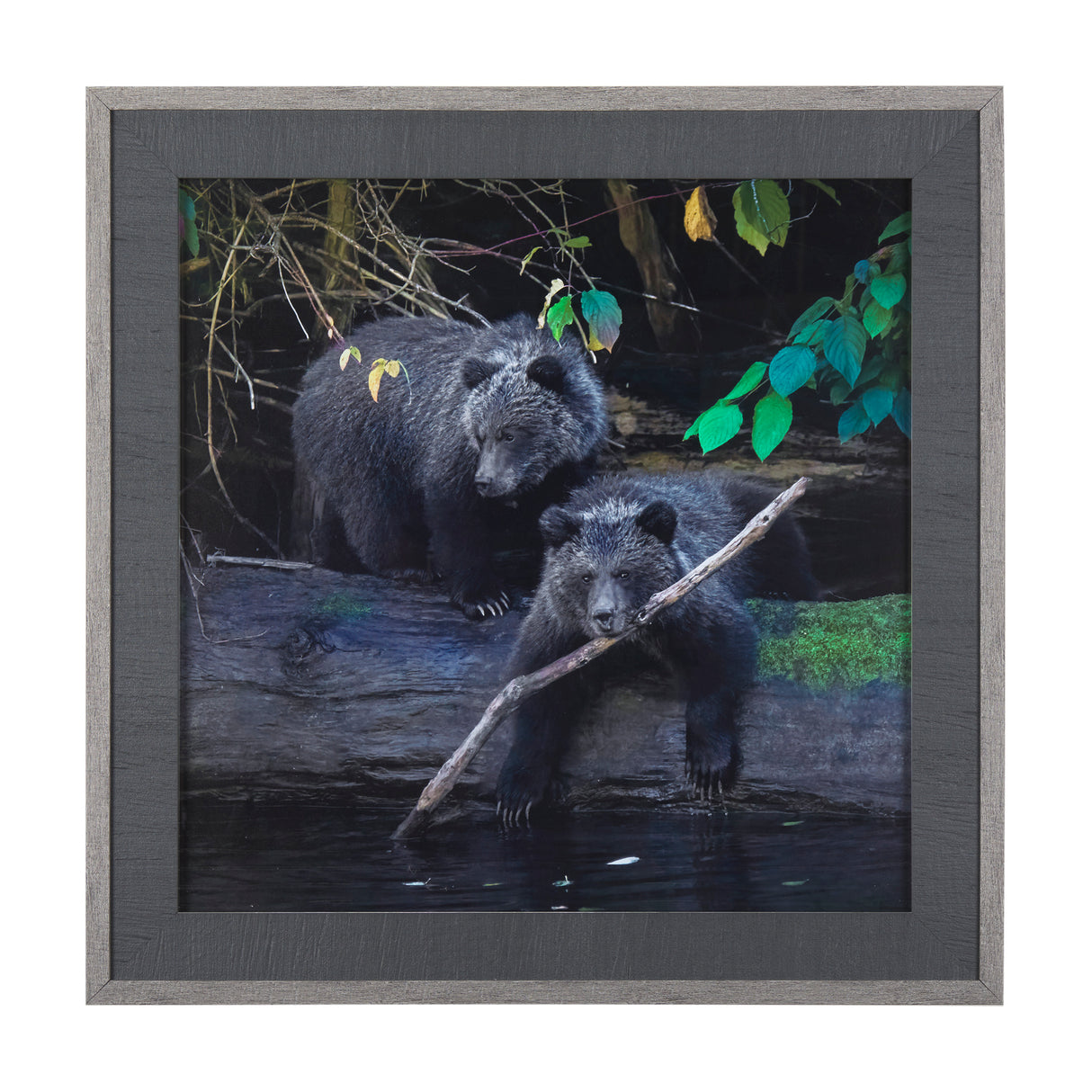 Playing Bears by Chad Mackay a Hand Embellished Textured Framed Photo Art Print Matted under Glass from Mercana - Luna Furniture