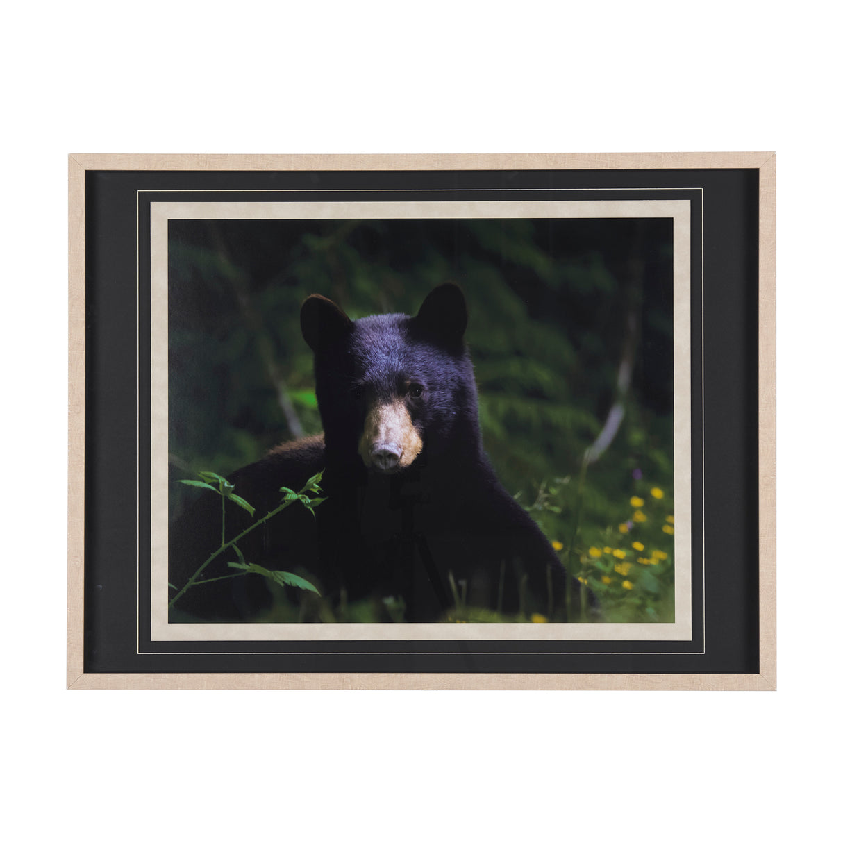 Bear by Chad Mackay a Framed Photo Art Print Matted under Glass from Mercana - Luna Furniture