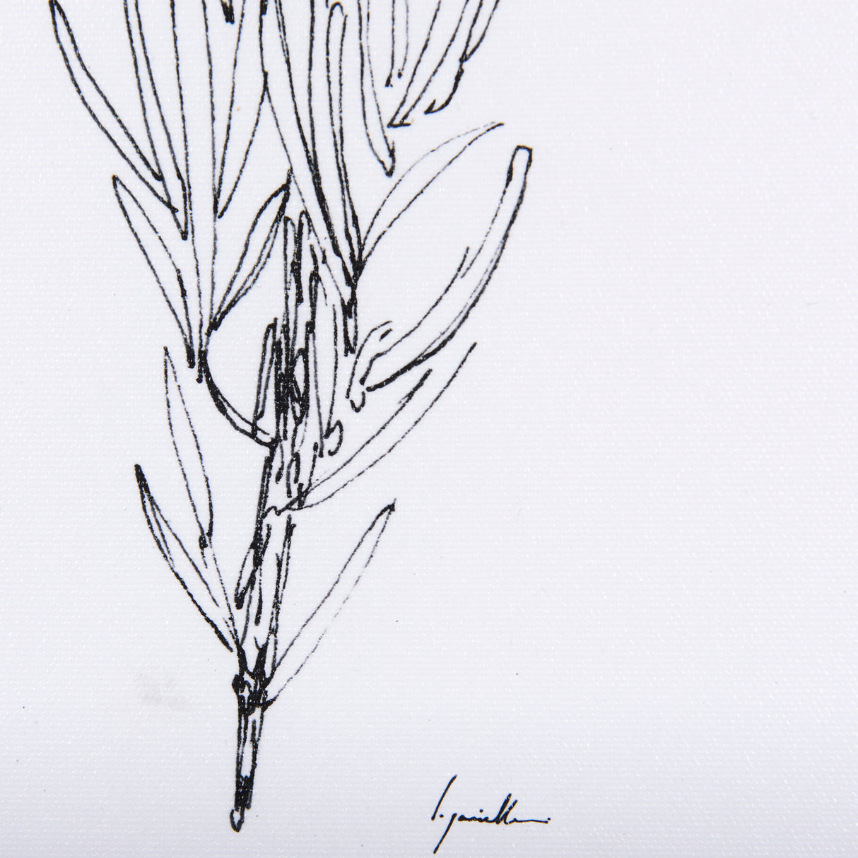Herb Sketch I ,II by Mercana Studio a Hand Embellished Textured Framed Art Print from Mercana - Luna Furniture