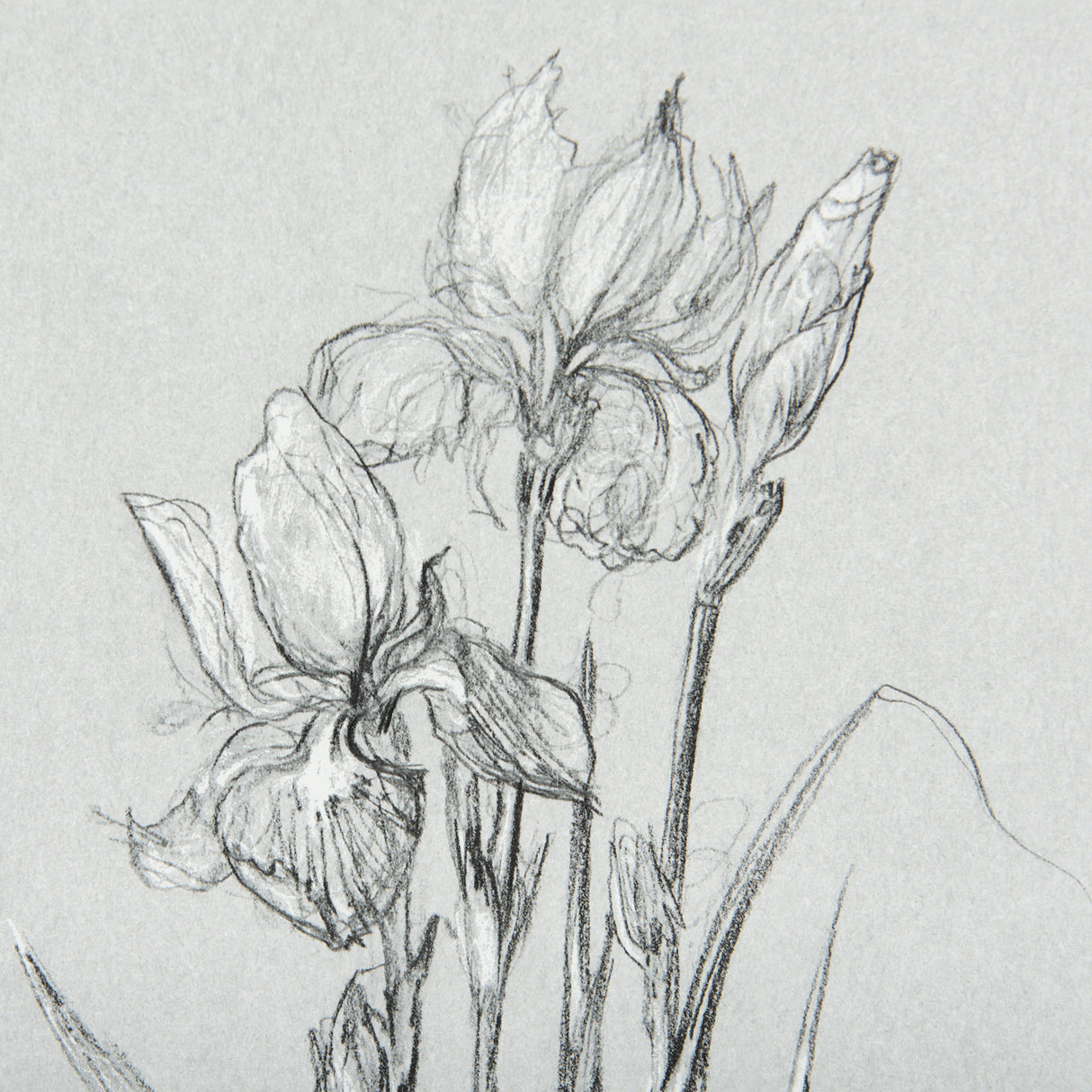 Botanical sketches IV (Grey) by Mercana Studio Hand Embellished Framed Art Print Matted under Glass from Mercana - Luna Furniture
