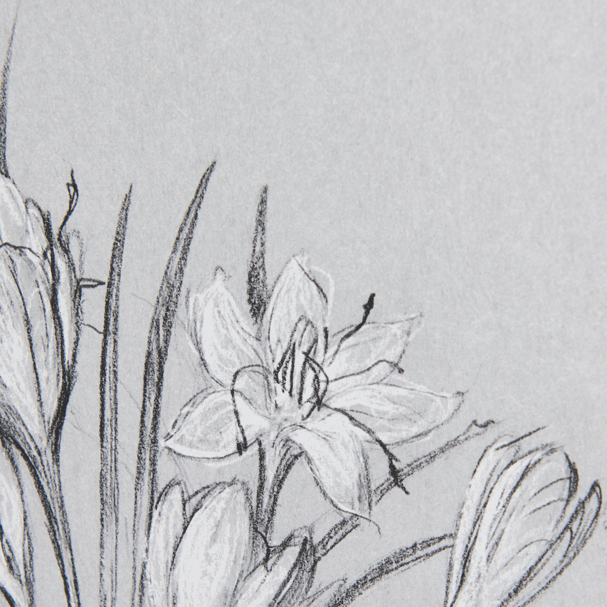 Botanical sketches V (Grey) by Mercana Studio Hand Embellished Framed Art Print Matted under Glass from Mercana - Luna Furniture