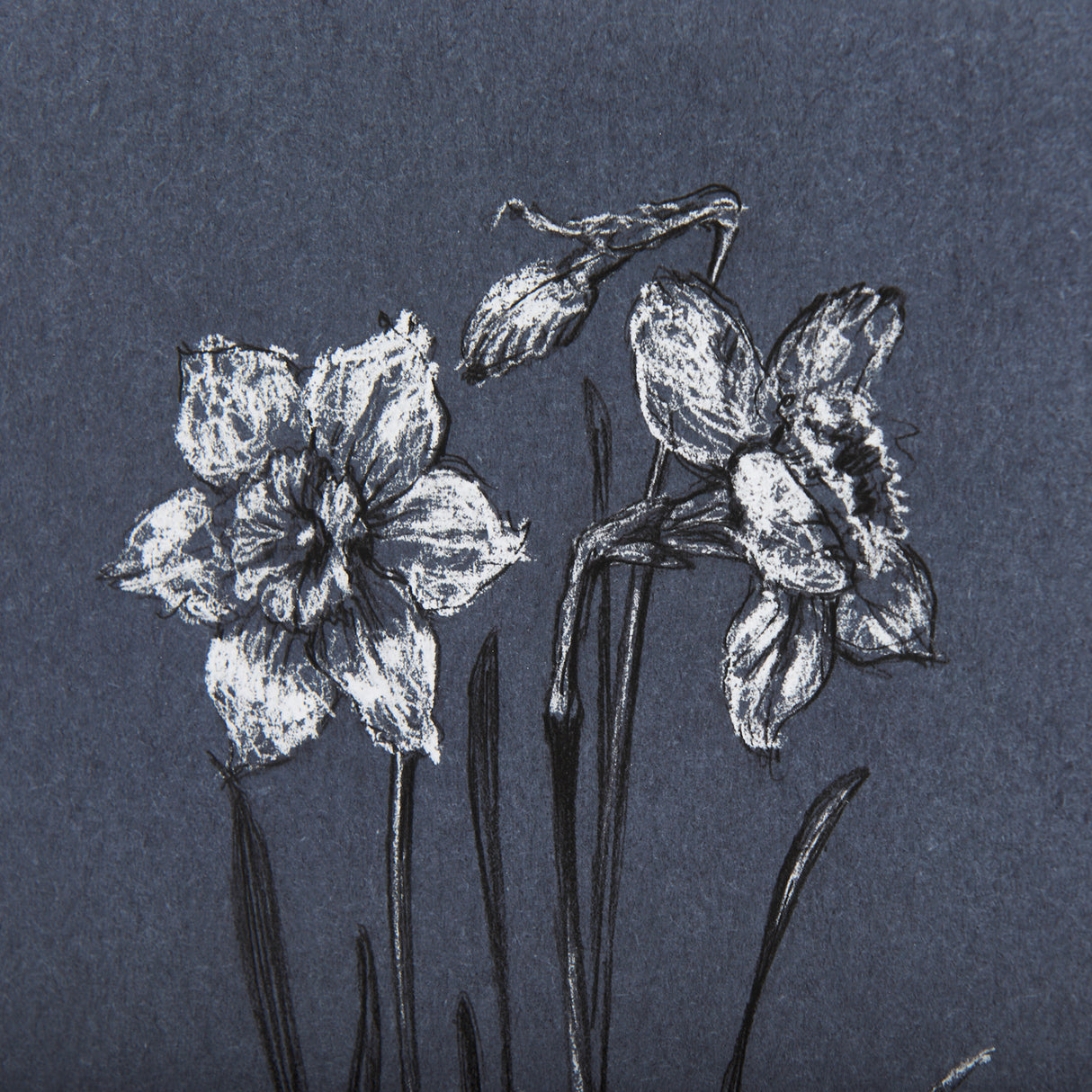 Botanical sketches II (Blue) by Mercana Studio Hand Embellished Framed Art Print Matted under Glass from Mercana - Luna Furniture