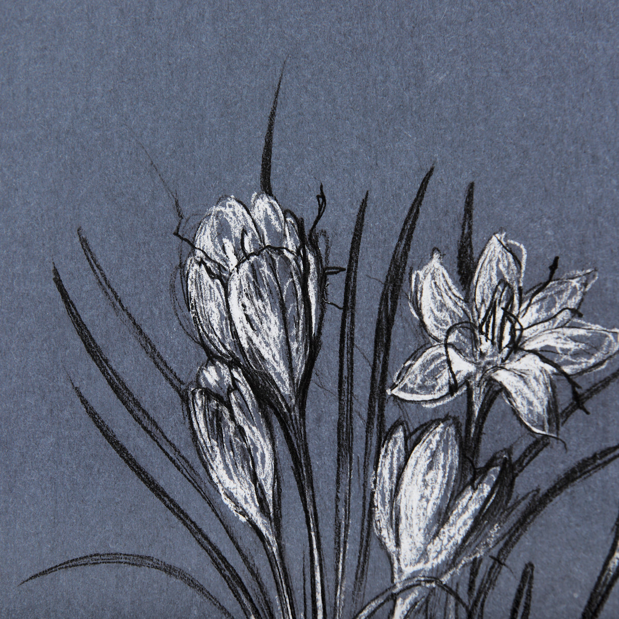 Botanical sketches V (Blue) by Mercana Studio Hand Embellished Framed Art Print Matted under Glass from Mercana - Luna Furniture