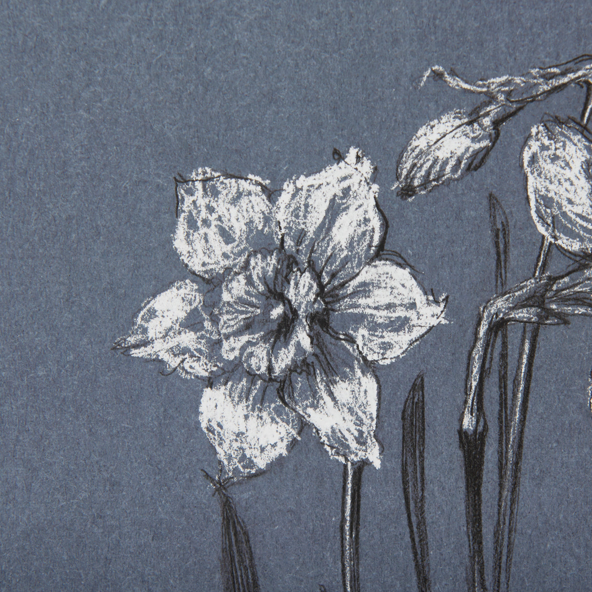 Botanical sketches I (Blue) by Mercana Studio Hand Embellished Framed Art Print Matted under Glass from Mercana - Luna Furniture