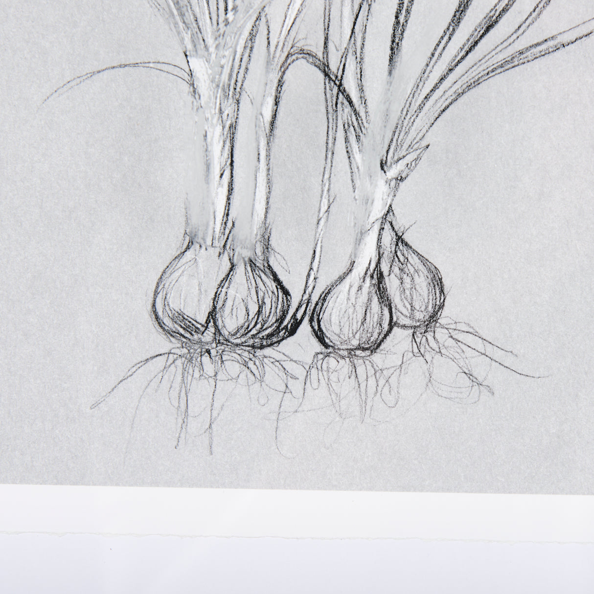 Botanical sketches V (Grey) by Mercana Studio Hand Embellished Framed Art Print Matted under Glass from Mercana - Luna Furniture