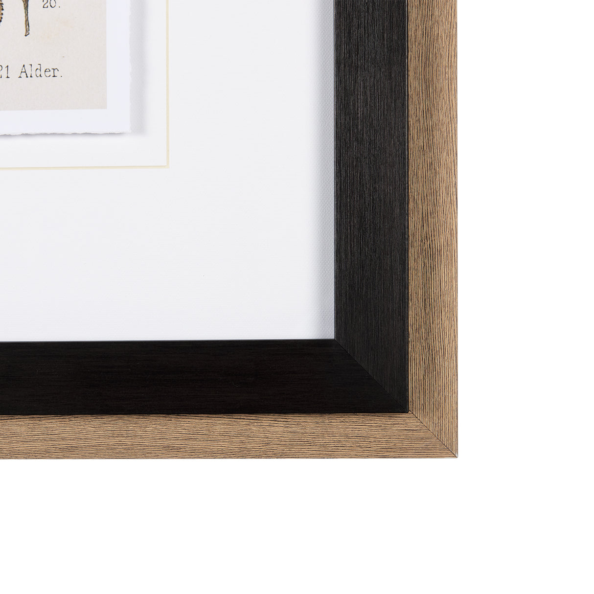 Autumnal Leaves VI by Vision Studio a Framed Art Print Matted under Glass from Mercana - Luna Furniture