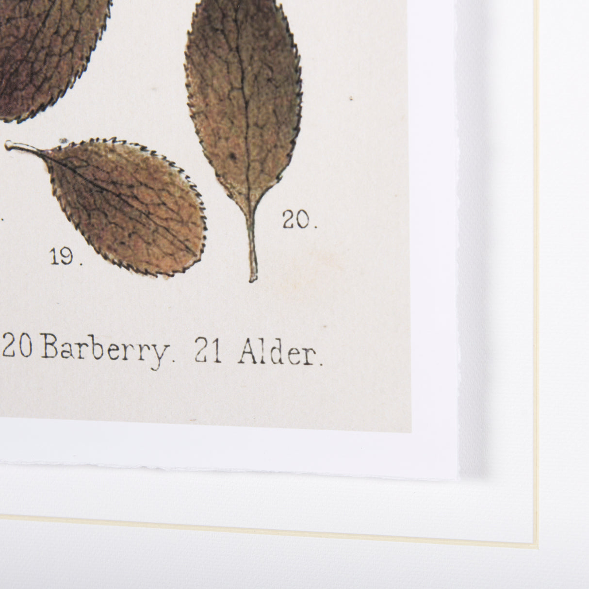 Autumnal Leaves VI by Vision Studio a Framed Art Print Matted under Glass from Mercana - Luna Furniture