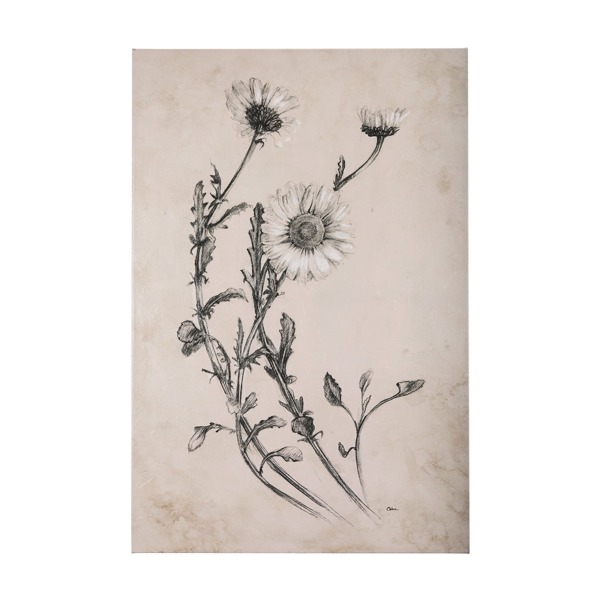 Chamomile Drawing I by Mercana Studio a Hand Embellished Textured Canvas from Mercana - Luna Furniture
