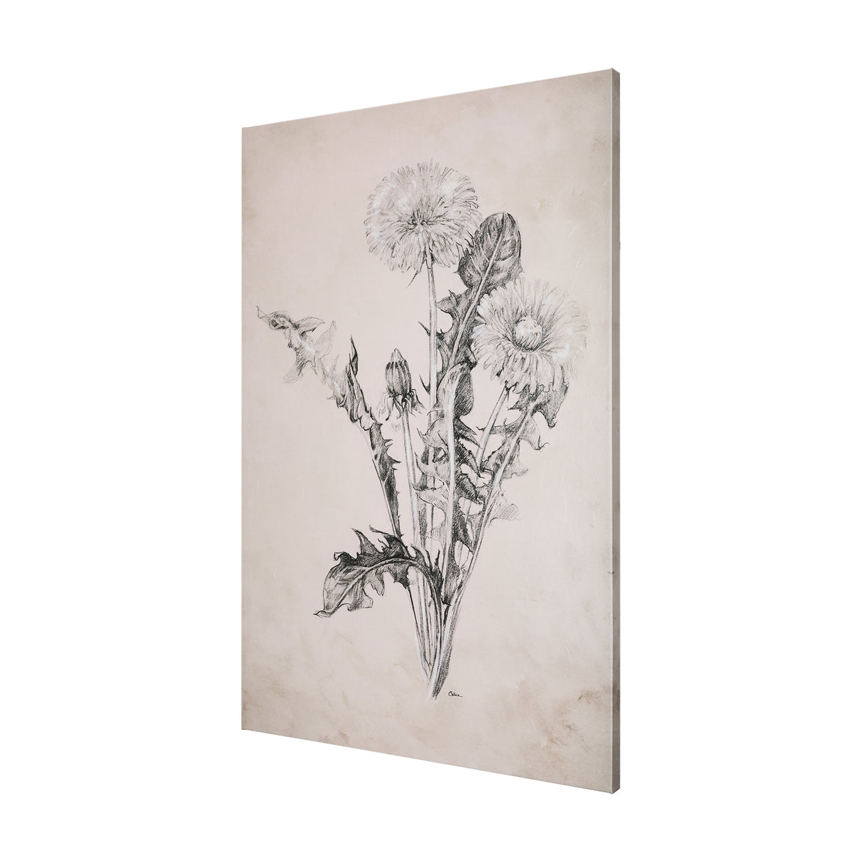 Dandelion Drawing II by Mercana Studio a Hand Embellished Textured Canvas from Mercana - Luna Furniture