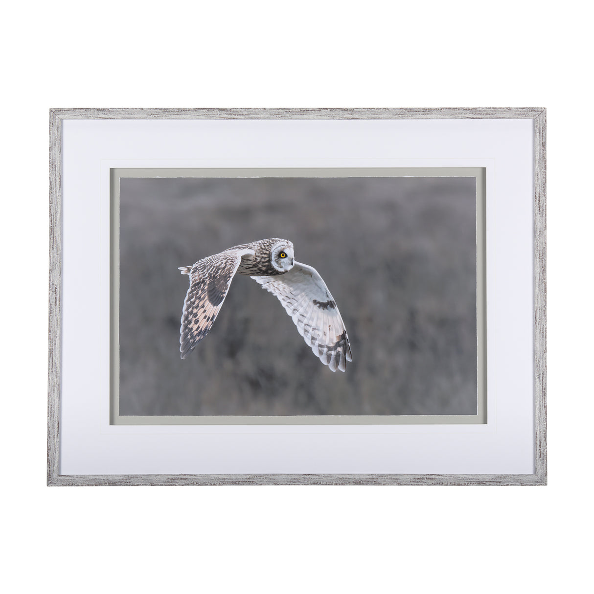 Owl in Flight by Chad Mackay a Framed Photo Art Print Matted under Glass from Mercana - Luna Furniture