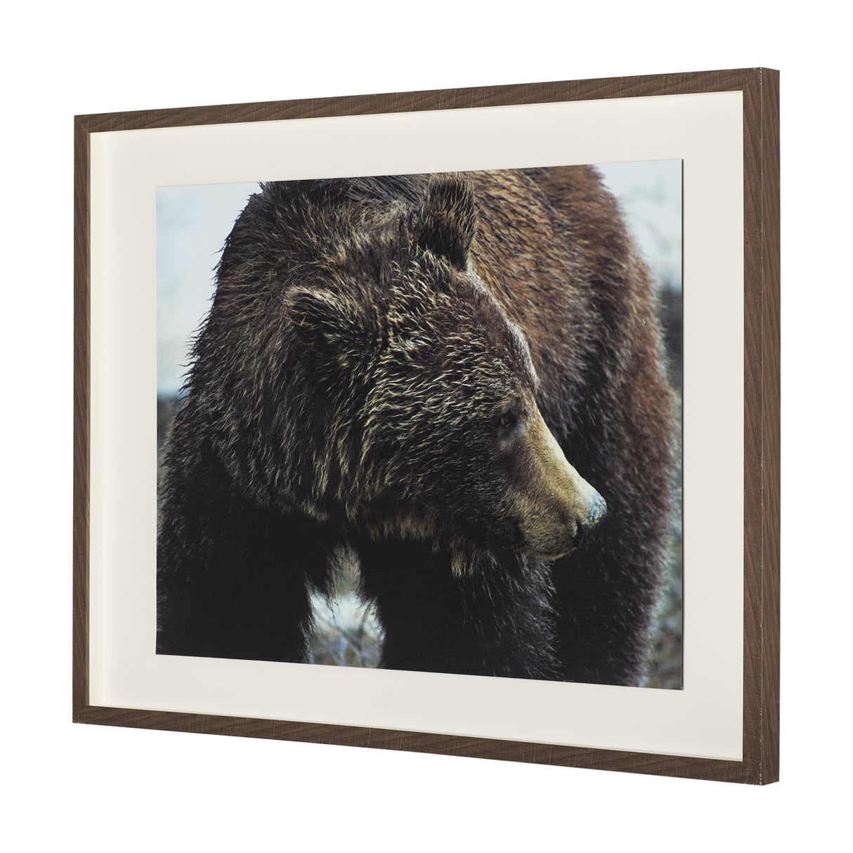 Grizzly Bear by Chad Mackay a Hand Embellished Textured Framed Photo Art Print Matted under Glass from Mercana - Luna Furniture