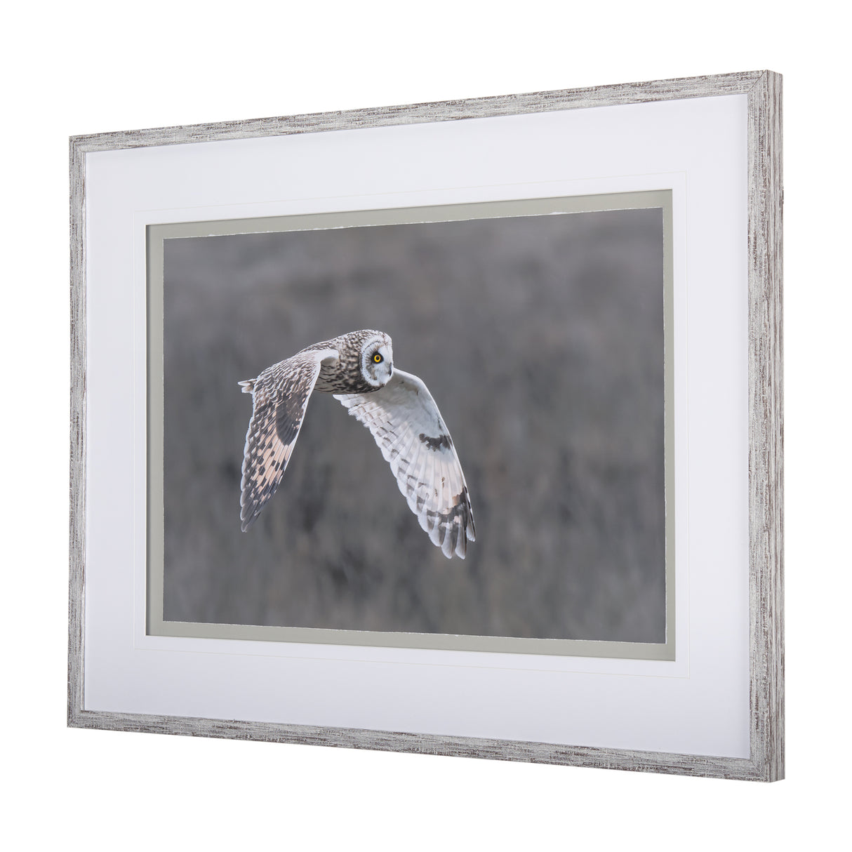 Owl in Flight by Chad Mackay a Framed Photo Art Print Matted under Glass from Mercana - Luna Furniture