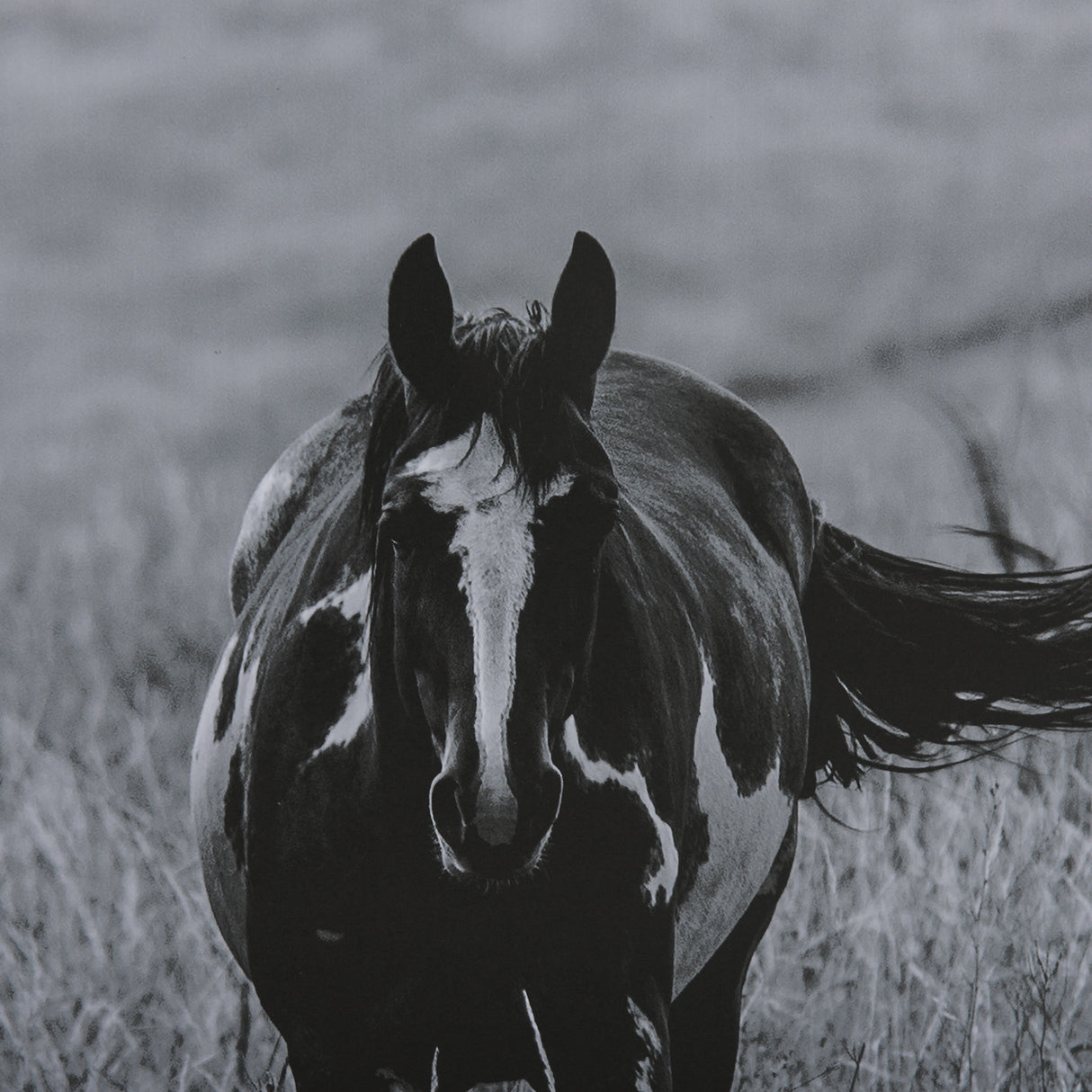 Montana Moves by Mercana Studio a Framed Photo Art Print Matted under Glass from Mercana - Luna Furniture