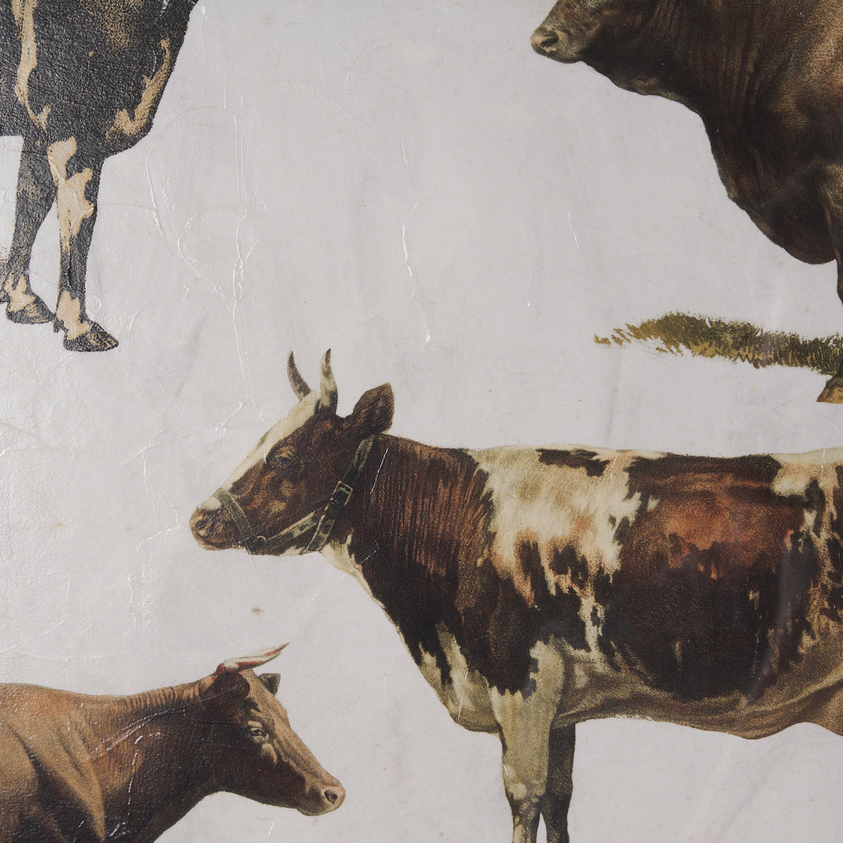 Antique Cow Chart by Mercana Studio a Framed Art Print Matted under Glass from Mercana - Luna Furniture