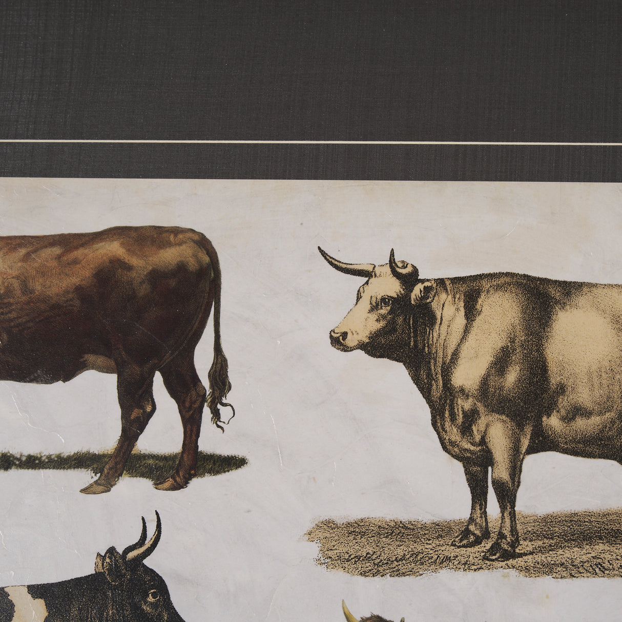 Antique Cow Chart by Mercana Studio a Framed Art Print Matted under Glass from Mercana - Luna Furniture