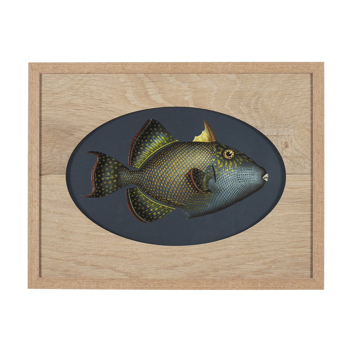 Pseudobalistes Fuscus by Mercana Studio Hand Embellished Textured Framed Art Print Matted under Glas from Mercana - Luna Furniture
