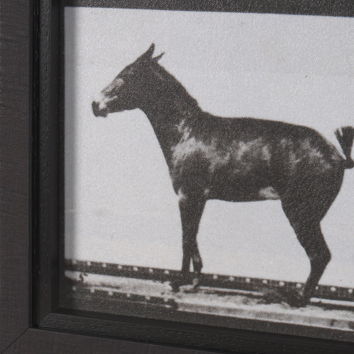 Bucking and Kicking by Eadweard Muybridge Hand Embellished Framed Art Print Matted under Glass from Mercana - Luna Furniture