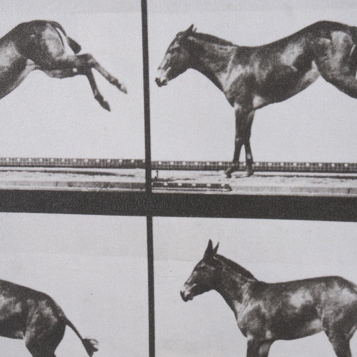 Bucking and Kicking by Eadweard Muybridge Hand Embellished Framed Art Print Matted under Glass from Mercana - Luna Furniture