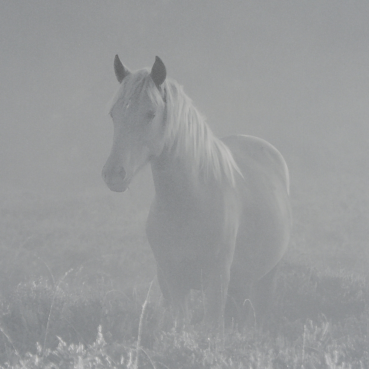 Quiet Morning by Matt Roseveare a Framed Photo Art Print Matted under Glass from Mercana - Luna Furniture