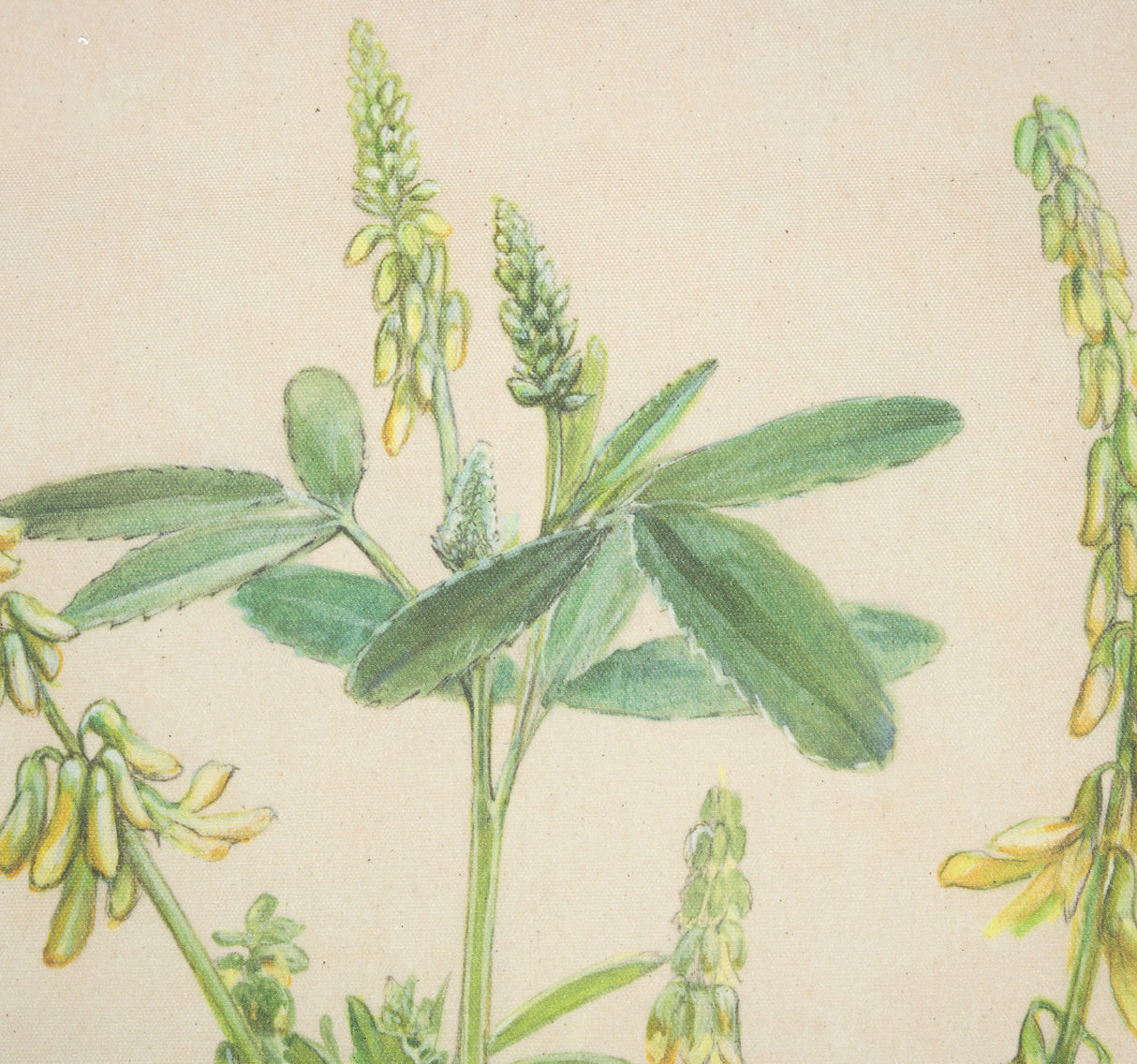 Botanical Study-Melilotus Officinalis by Mercana Studio a Hand Embelished Textured Framed Art Print from Mercana - Luna Furniture