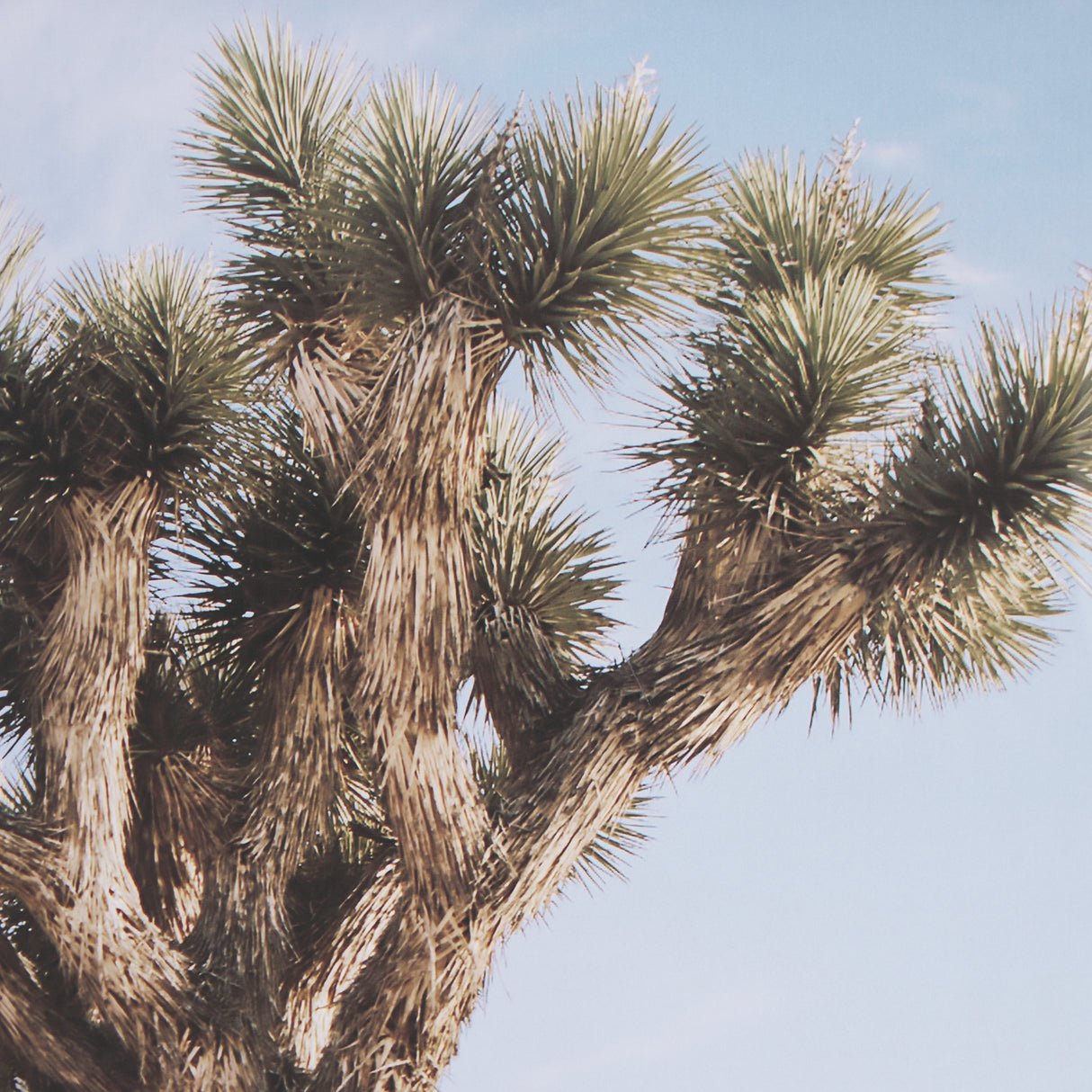 Joshua Tree 1 by THE Studio a Framed Photo Art Print Matted under Glass from Mercana - Luna Furniture
