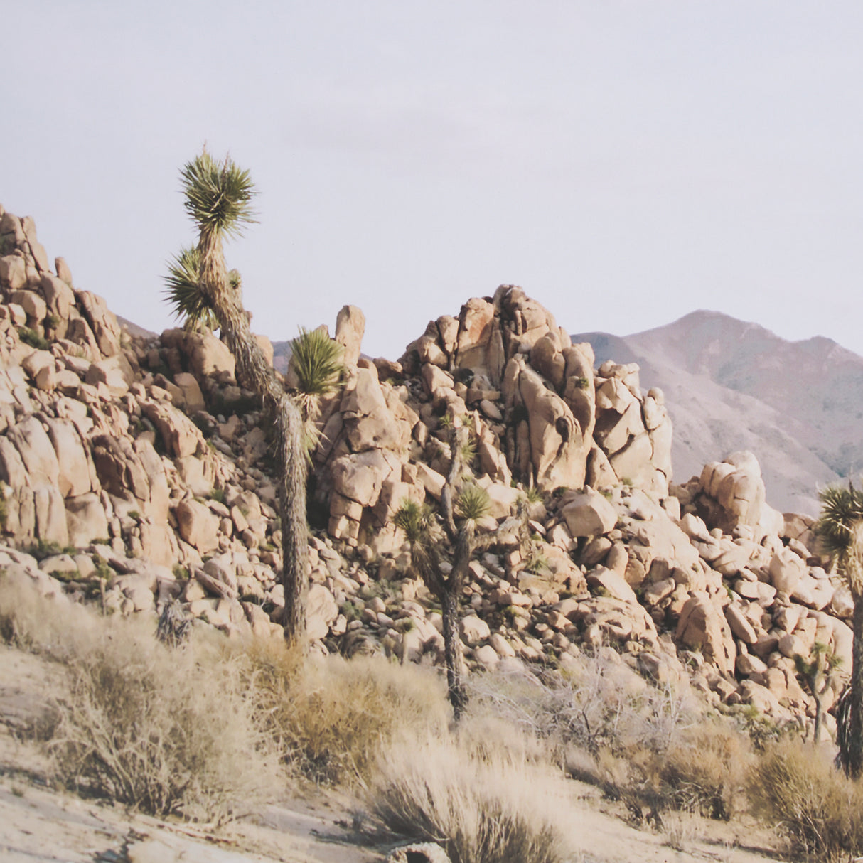 Joshua Tree 1 by THE Studio a Framed Photo Art Print Matted under Glass from Mercana - Luna Furniture