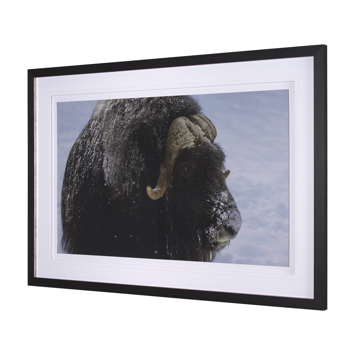 Muskox by Gary Blatter a Hand Embellished Textured Framed Photo Art Print Matted under Glass from Mercana - Luna Furniture