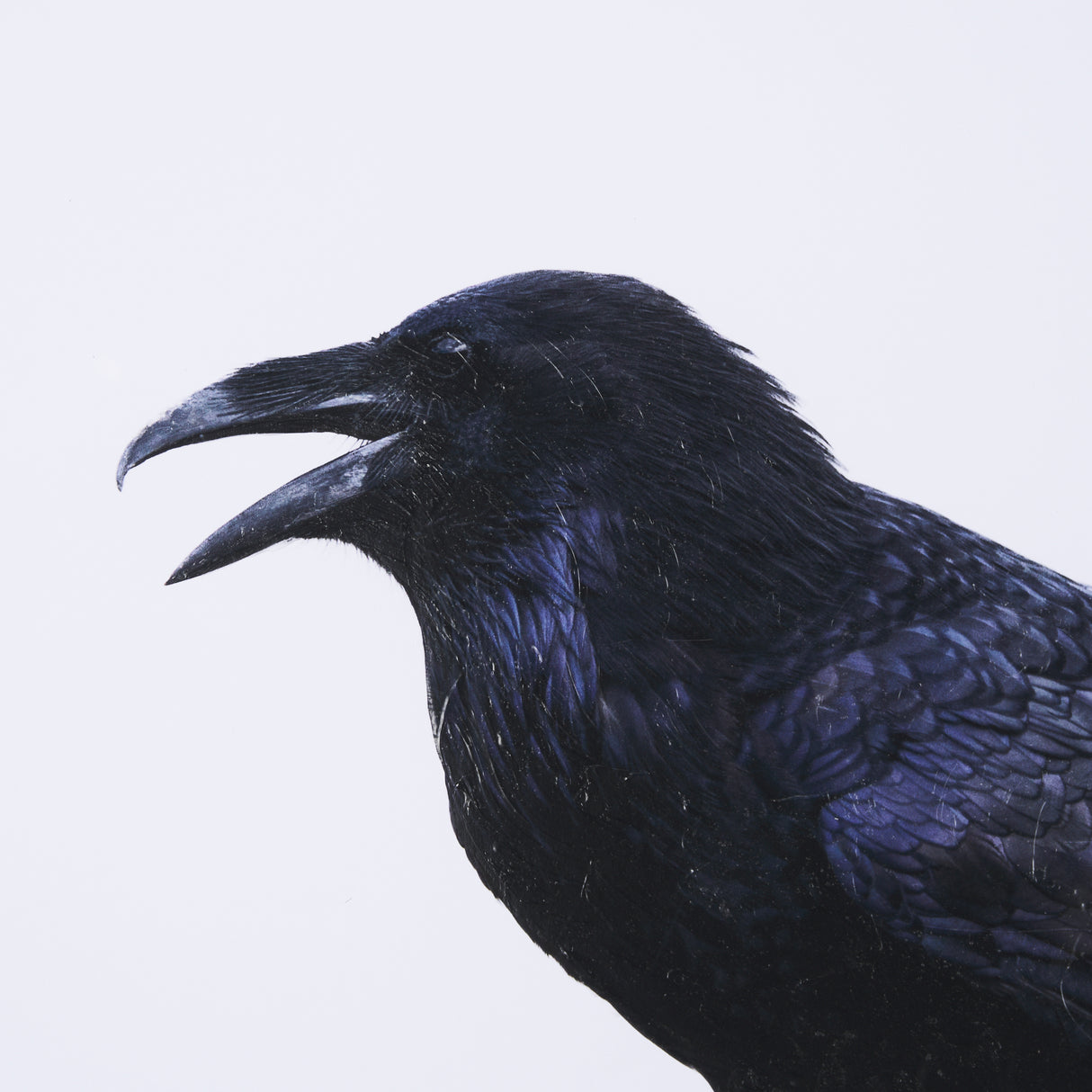 Raven Beauty by Gary Blatter a Hand Embellished Textured Framed Photo Art Print Matted under Glass from Mercana - Luna Furniture