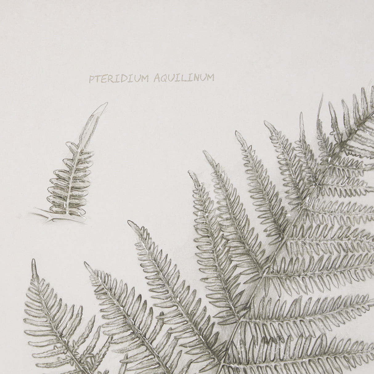 Fern Study III by Mercana Studio Hand Embelished Framed Art Print Matted under Glass from Mercana - Luna Furniture