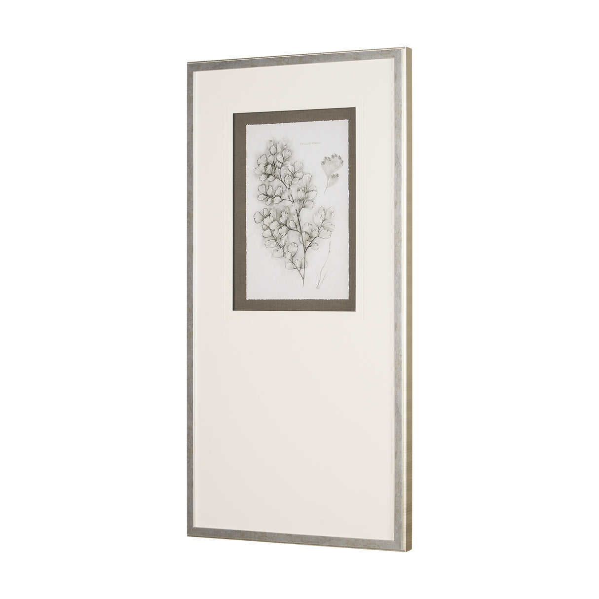 Fern Study IV (Capillus Veneris) Mercana Studio Hand Embelished Framed Art Print Matted under Glass from Mercana - Luna Furniture