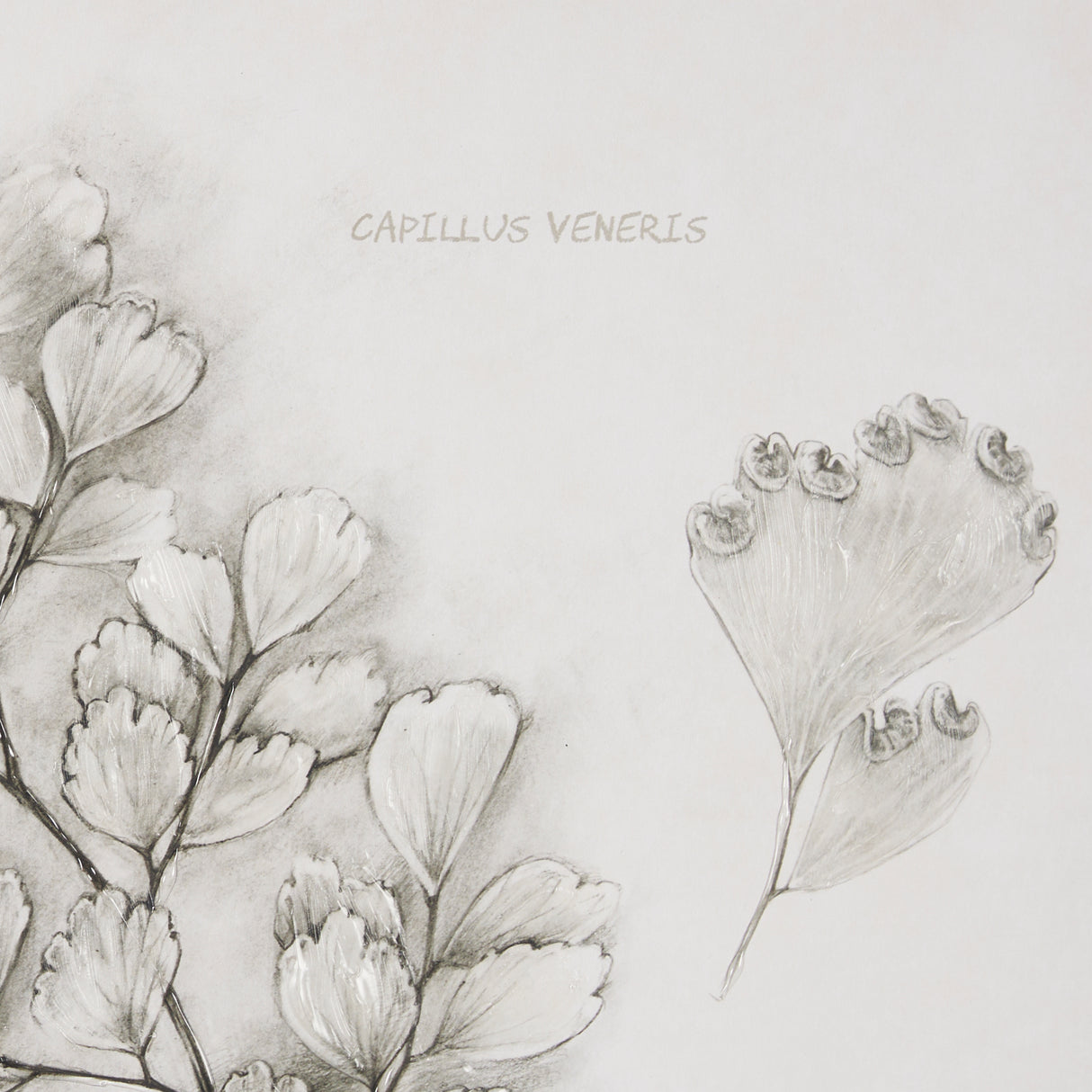 Fern Study IV (Capillus Veneris) Mercana Studio Hand Embelished Framed Art Print Matted under Glass from Mercana - Luna Furniture