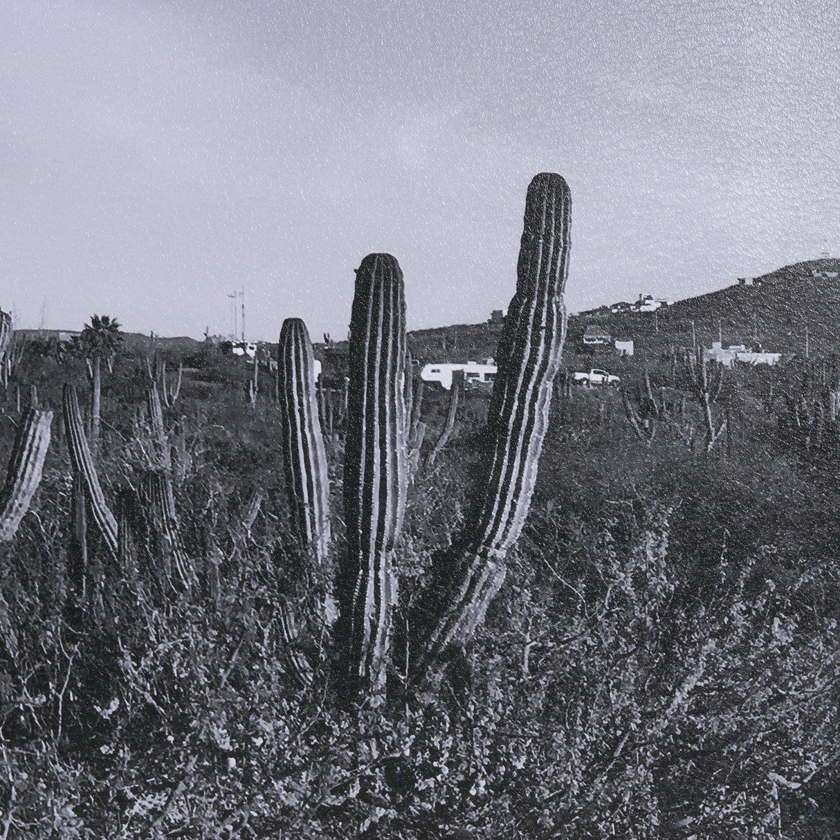 On The Ranch Cactus I by Norm Stelfox Hand Embelished Textured Framed Photo Art Print Matted under G from Mercana - Luna Furniture