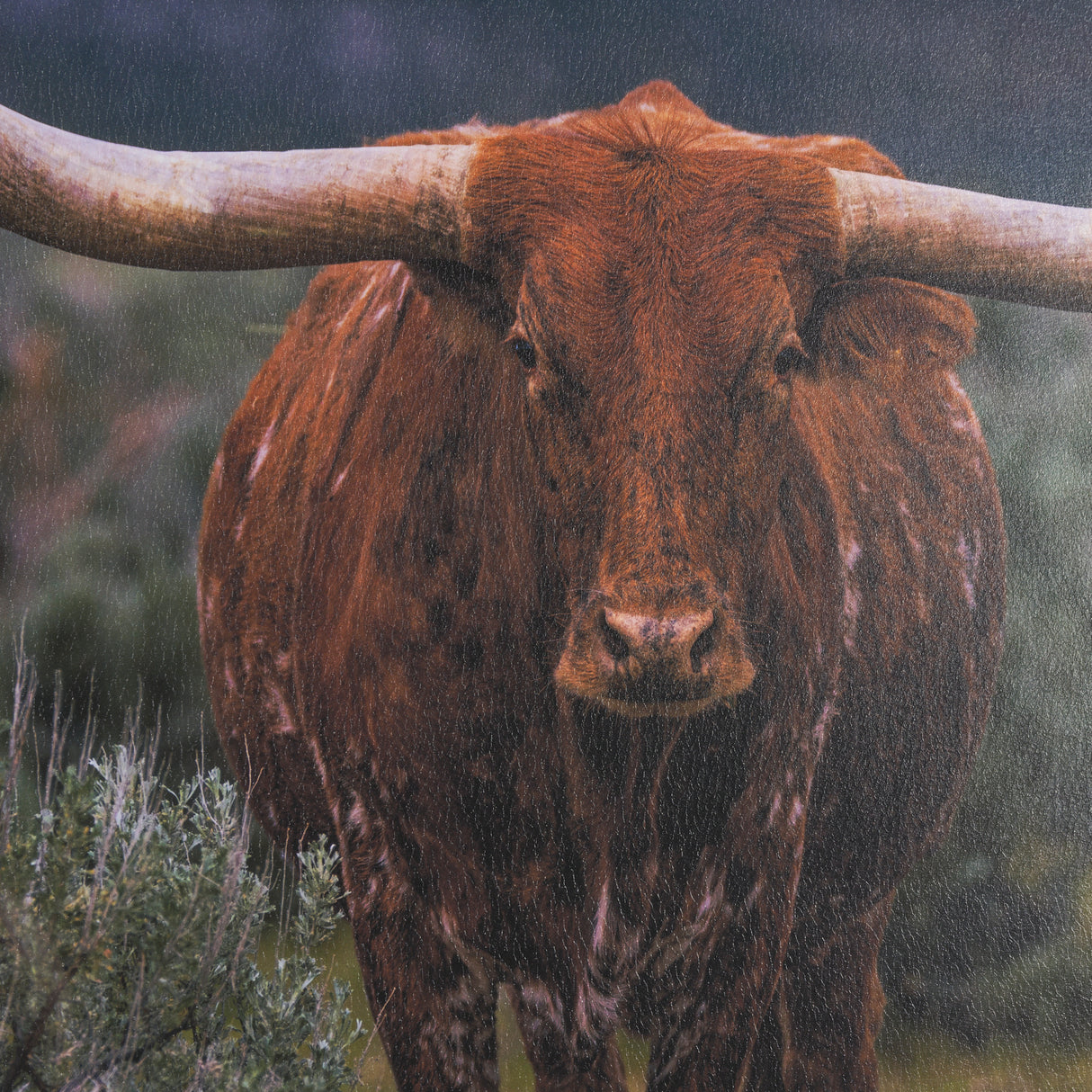 Longhorn 5 by Gary Blatter a Hand Embellished Framed Photo Art Print Matted under Glass from Mercana - Luna Furniture