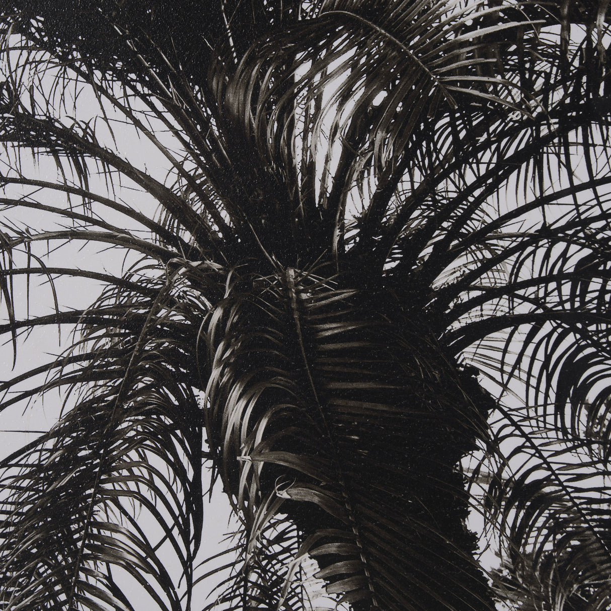 Palm Tree Sepia II by Debra Van Swearingen a Hand Embellished Framed Photo Art Print Matted under G from Mercana - Luna Furniture
