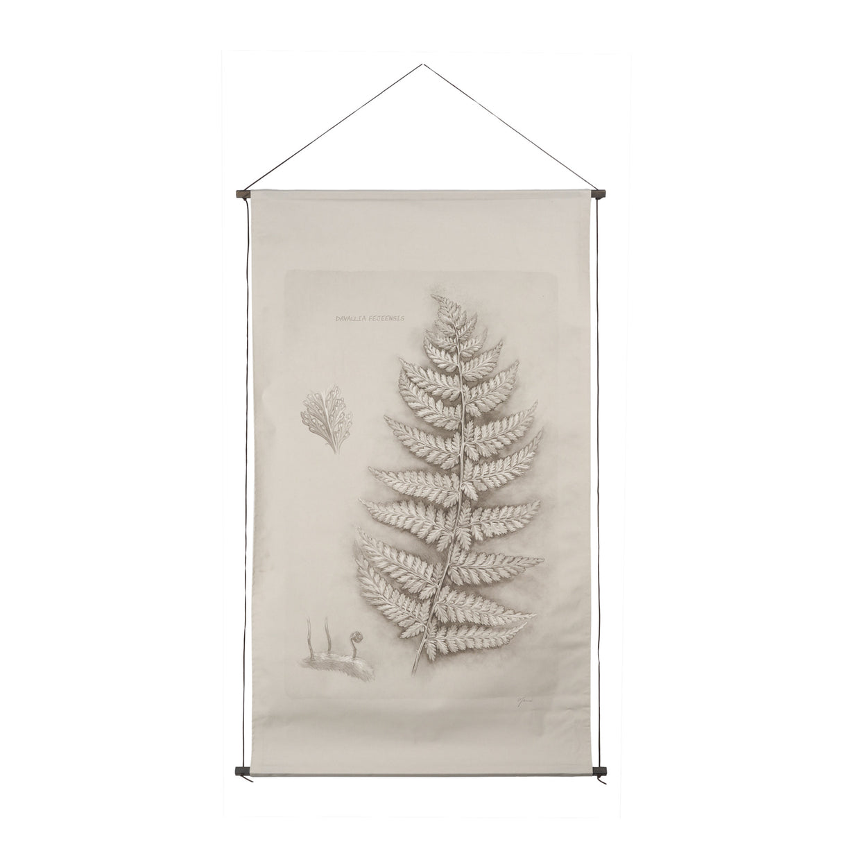 Fern Study II (Davallia Fejeensis) by Mercana Studio a Hand Embellished Framed Art Print from Mercana - Luna Furniture
