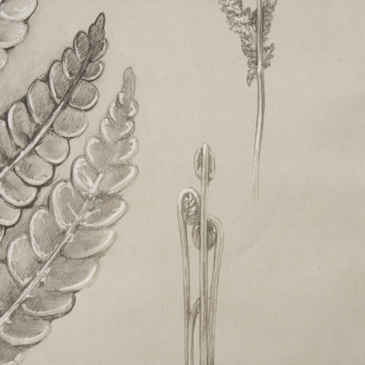 Fern Study I (Osmundastrum Cinnamomeum) from Mercana - Luna Furniture