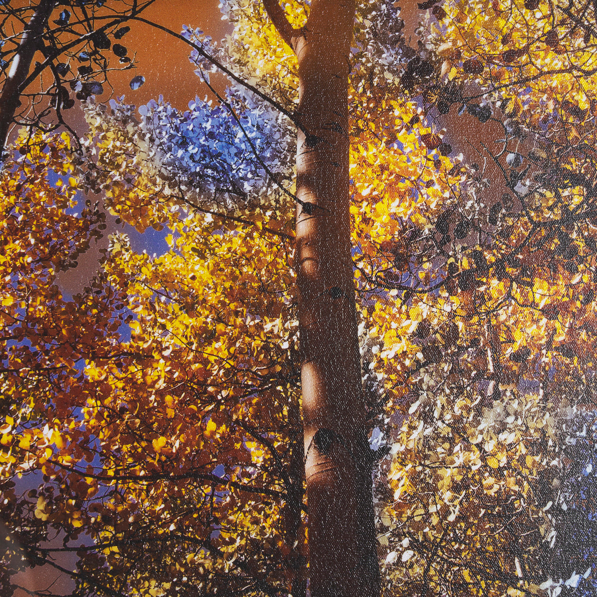 Leafy Shelter by Bobbie Goodrich a Hand Embellished Framed Photo Art Print Matted under Glass from Mercana - Luna Furniture