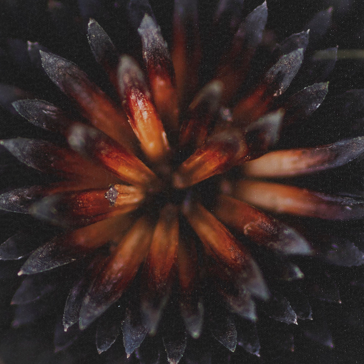 Glowing by Stig Kalvelid a Hand Embellished Framed Photo Art Print Matted under Glass from Mercana - Luna Furniture