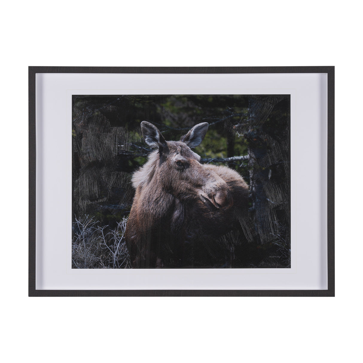 Cautious Gaze by Chad Mackay a Hand Embellished Framed Photo Art Print Matted under Glass from Mercana - Luna Furniture