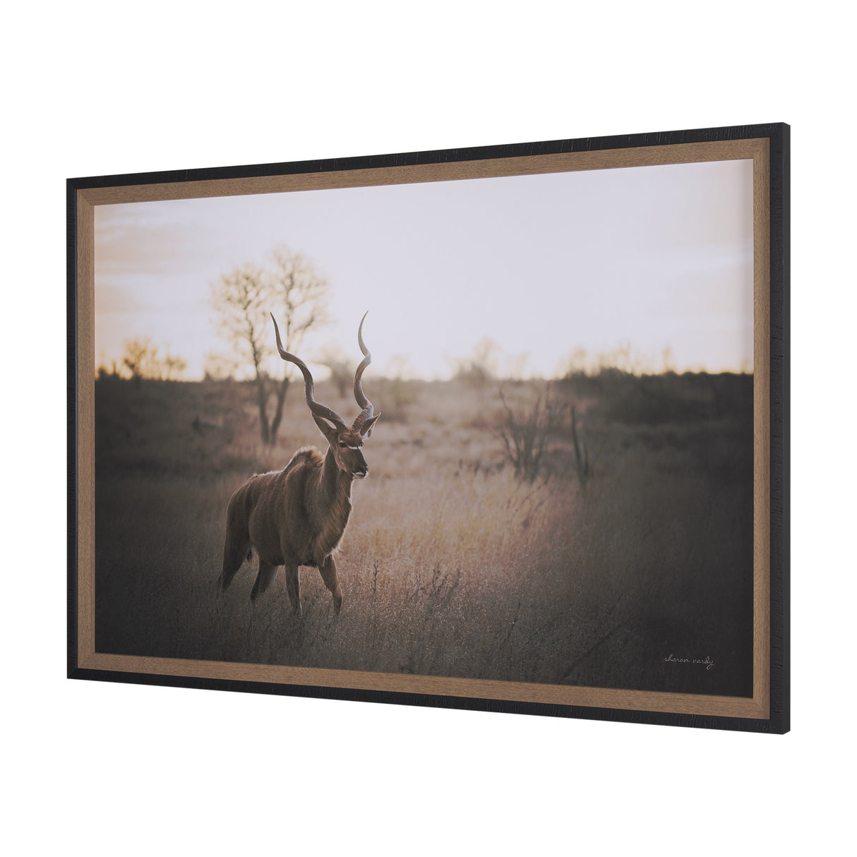 Kudu Bull by Sharon Vardy a Hand Embellished Framed Photo Art Print Matted under Glass from Mercana - Luna Furniture