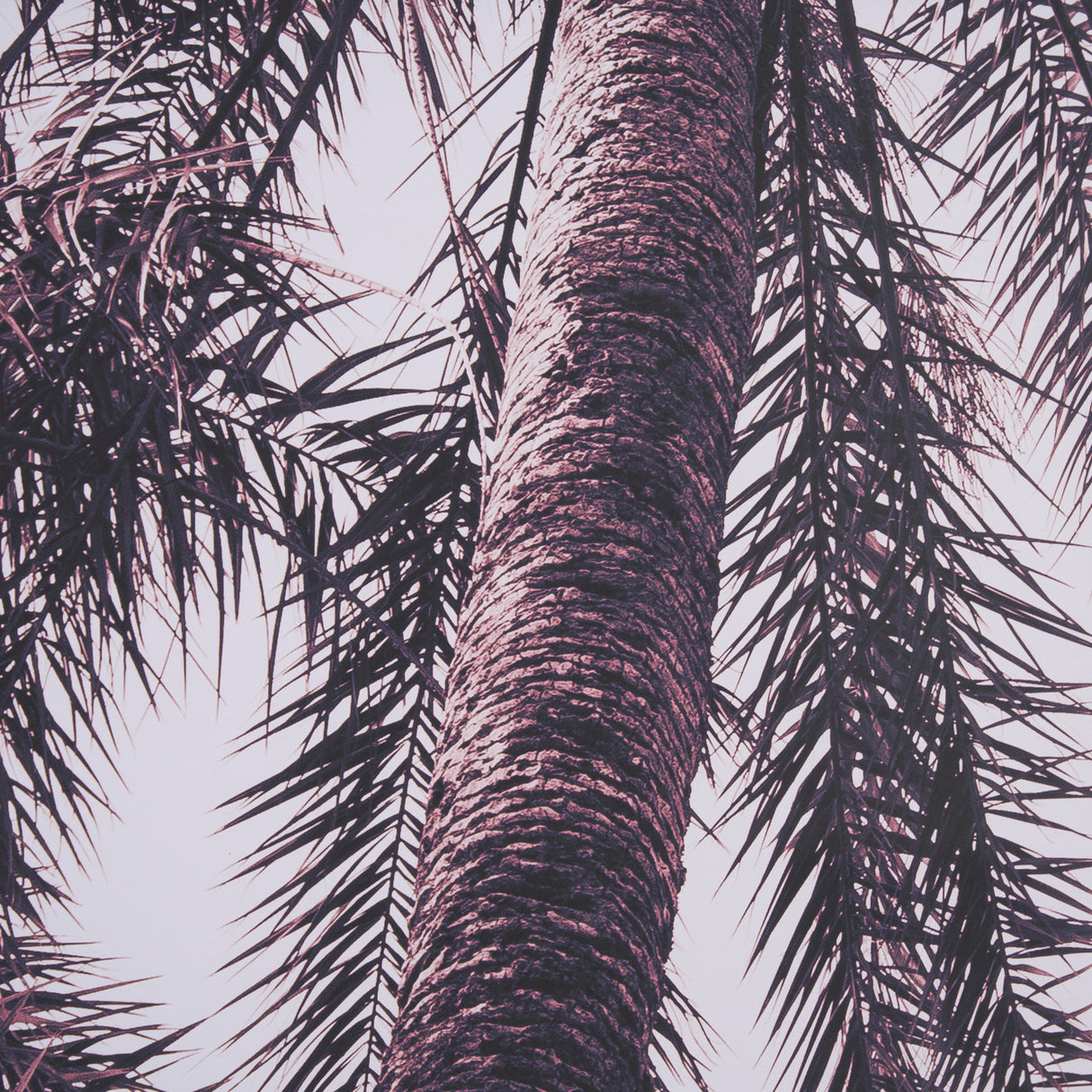 Pink Palms Horizontal by Deborah Revell a Framed Photo Art Print Matted under Glass from Mercana - Luna Furniture
