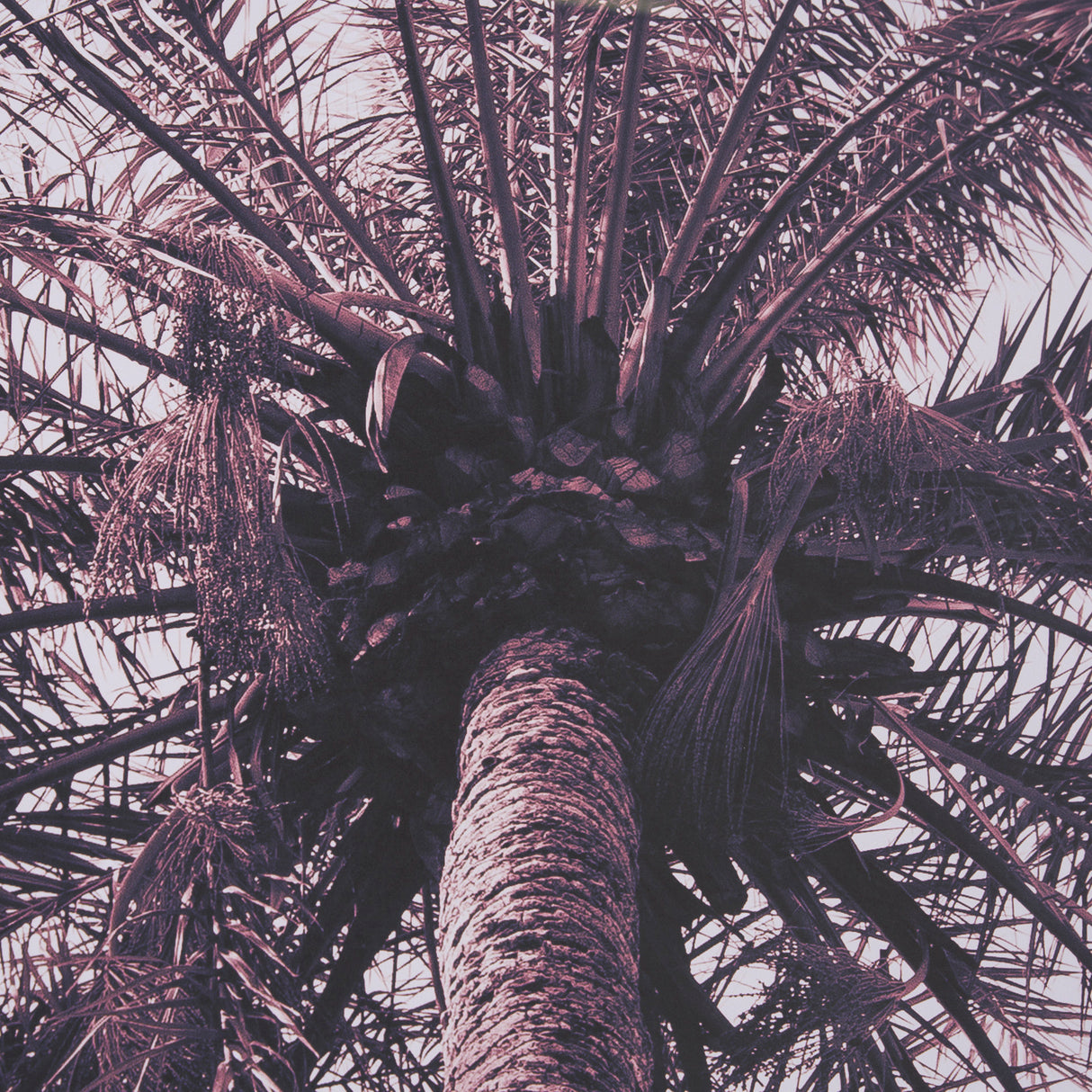 Pink Palms Horizontal by Deborah Revell a Framed Photo Art Print Matted under Glass from Mercana - Luna Furniture