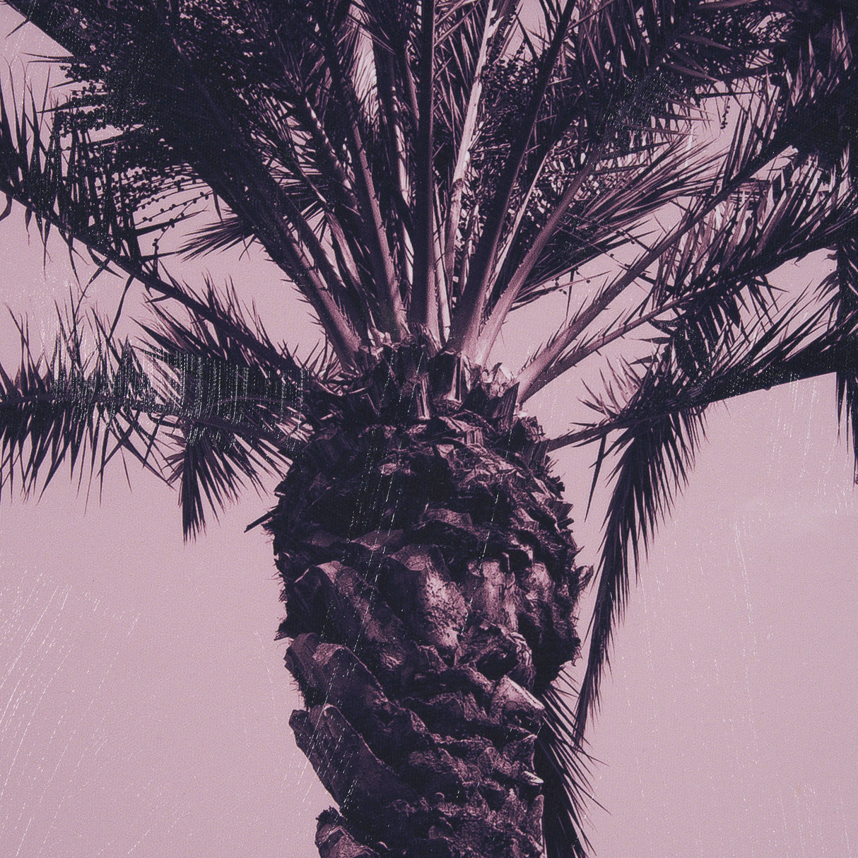 Pink Palms I by Deborah Revell a Hand Embellished Framed Photo Art Print from Mercana - Luna Furniture