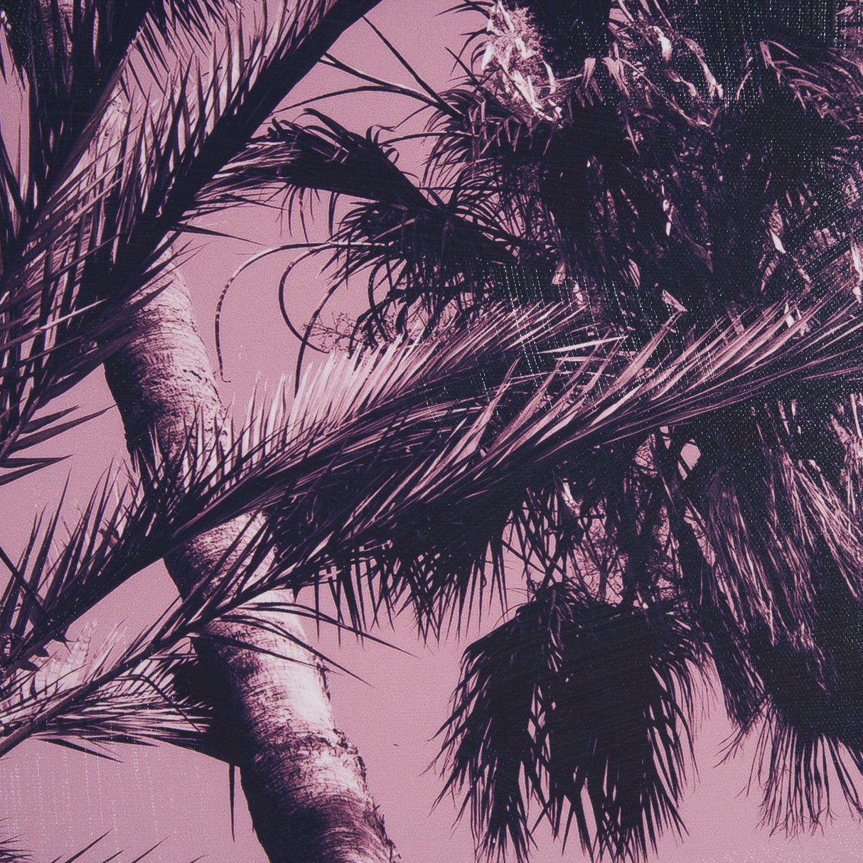 Pink Palms II by Deborah Revell a Hand Embellished Framed Photo Art Print from Mercana - Luna Furniture