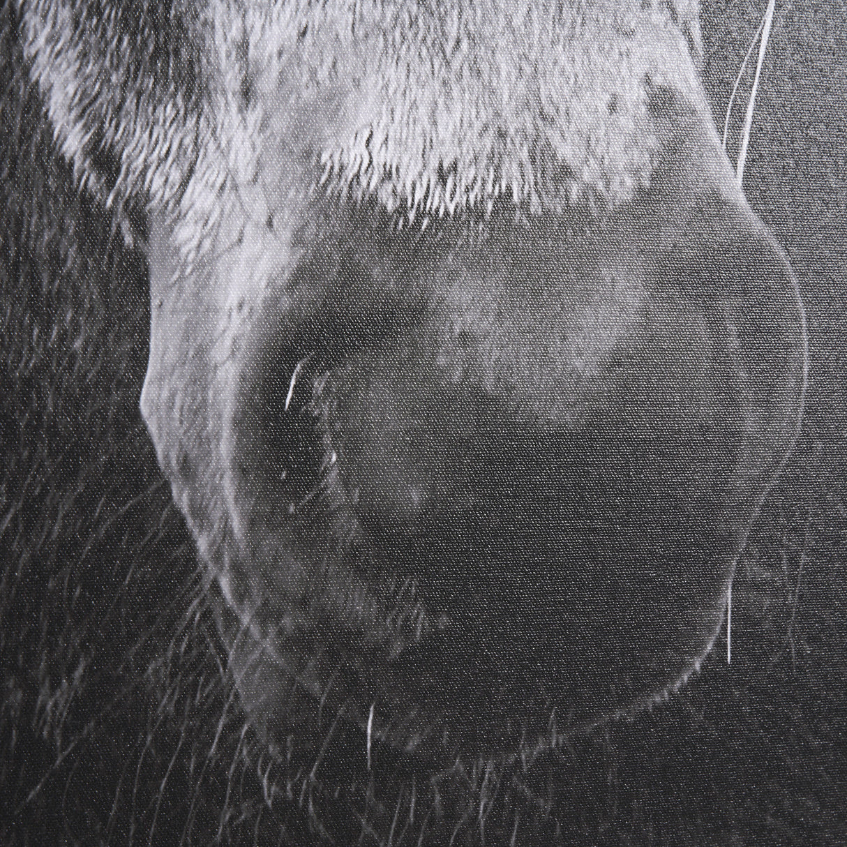 The Foal by Mercana Studio a Hand Embellished Textured Framed Canvas from Mercana - Luna Furniture