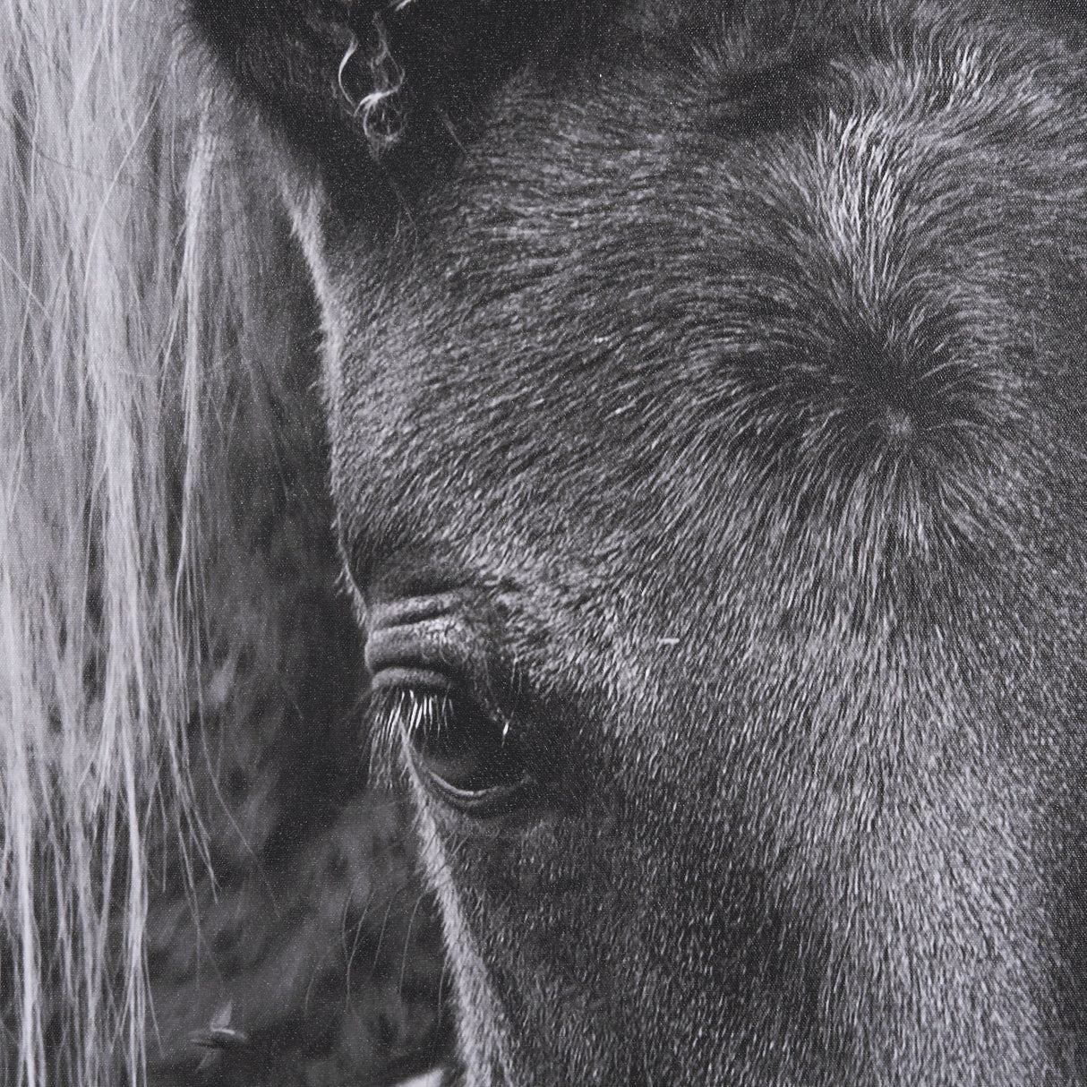 The Foal by Mercana Studio a Hand Embellished Textured Framed Canvas from Mercana - Luna Furniture